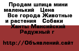 Продам шпица мини маленький › Цена ­ 15 000 - Все города Животные и растения » Собаки   . Ханты-Мансийский,Радужный г.